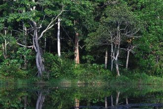 Hutan Hujan Indonesia